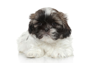 Shih Tzu puppy resting