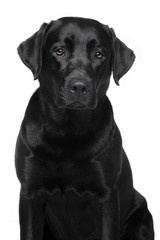 Fototapeta premium Labrador Retriever dog