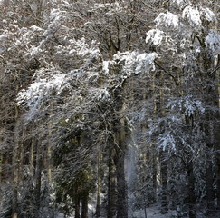 préalpes...forêt en hiver