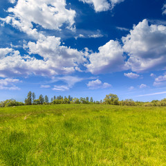 California meadow ranch in a blue sky spring day