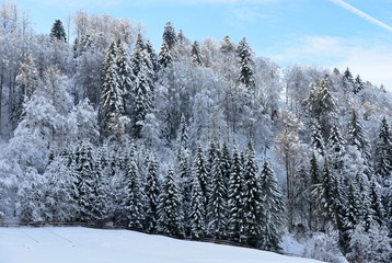 préalpes...forêt en hiver