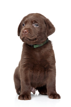 Brown Labrador puppy on white background