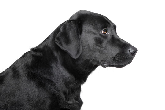 Black Labrador retriever profile