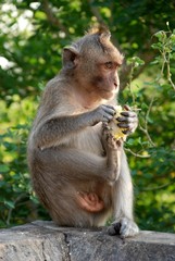 Naklejka na ściany i meble Macaques Thai monkey around the temple