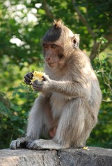 Naklejka na ściany i meble Macaques Thai monkey around the temple