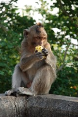 Macaques Thai monkey around the temple