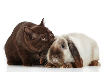 kitten and rabbit