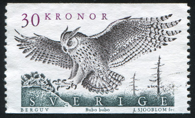 Owl bird