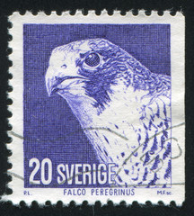 Peregrine falcon