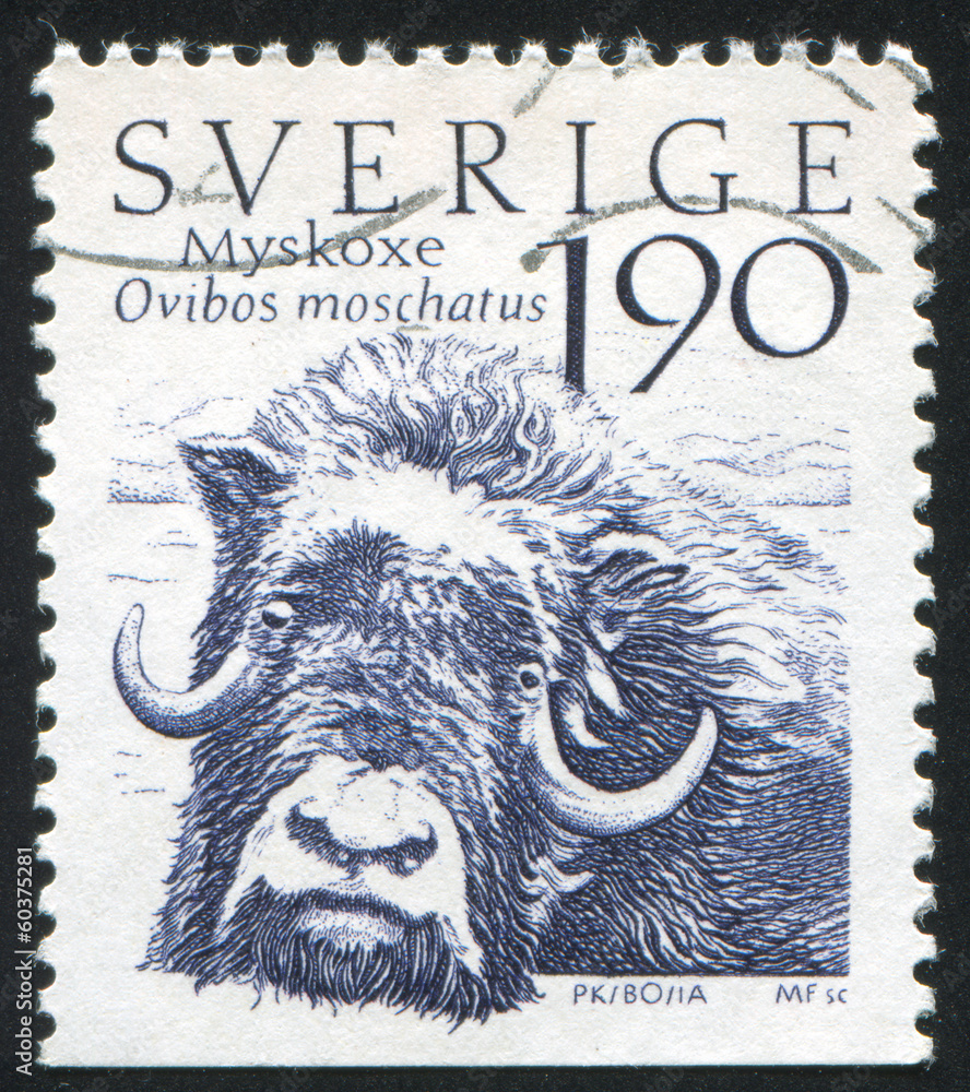 Wall mural musk ox