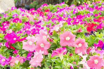 colorful petunia flowers