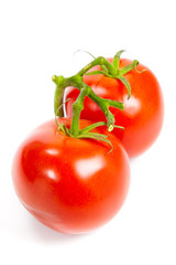 Closeup of tomatoes on the vine isolated on white. Tomato branch