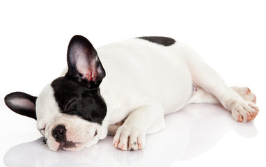 Fototapeta premium French bulldog puppy sleeping.