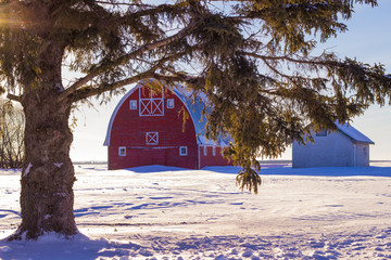 Arched red barn behind overhanging tree branches