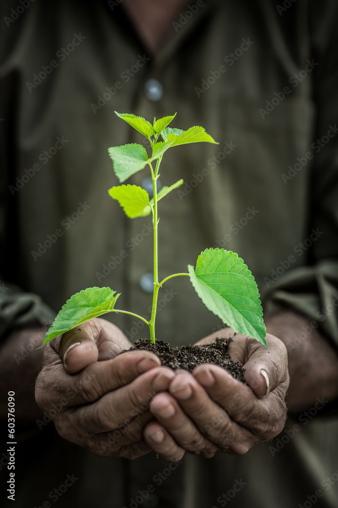 Sticker Young plant in old hands against green background