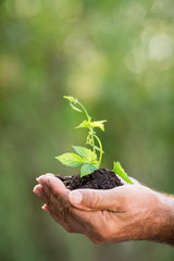 Young plant against green background