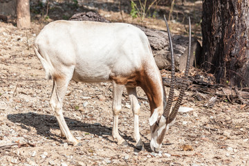 White brown schmitar horned oryx