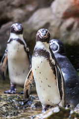 Naklejka premium Humboldt Penguin(Peruvian Penguin)