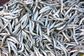 Southeast Asia - fish market