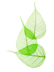 Macro green leaves isolated on white background