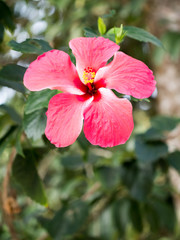 Hibiscus