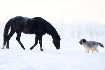 Fototapeta na wymiar Black stallion and briard dog