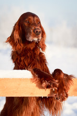 Red irish setter dog