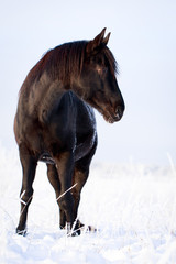 Trakehner black stallion
