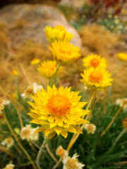 Happy daisies