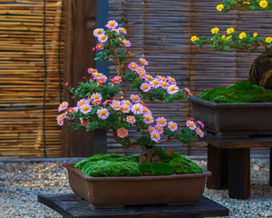 Japanese small bonsai tree in a garden