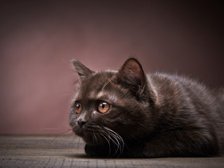 brown british short hair kitten, 3 month old