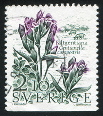 Field Gentian