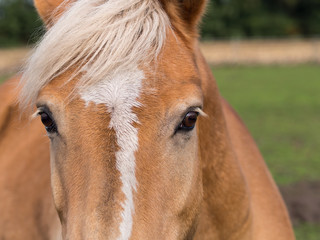 Pferde- Pferderassen - Haflinger - Stirnpartie