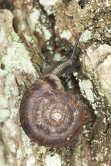 Land snail on wood, extreme close-up © Henrik Larsson