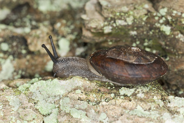 Land snail on wood, extreme close-up