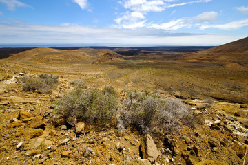 flower   hill and summer  lanzarote spain