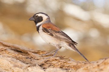 Cape Sparrow (Passer melanurus)