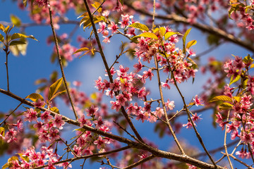 wild himalayan cherry