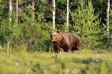 Male brown bear in summer