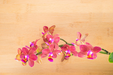 spa concept, red orchid on the bamboo background