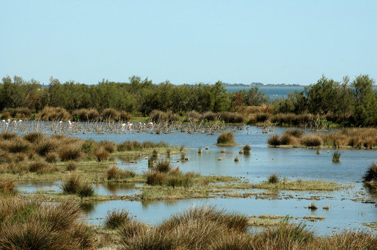 Flamant rose; lagune; r&eacute;serve naturelle; Sigean; 11
