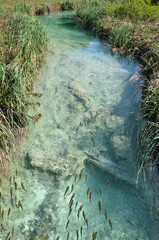 Swimming fishes in beautiful turquoise stream