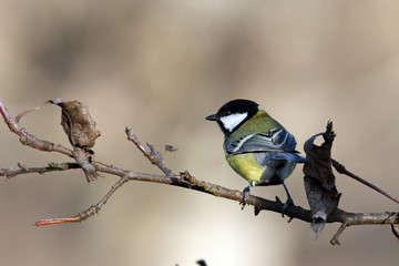 great tit on branch in the garden