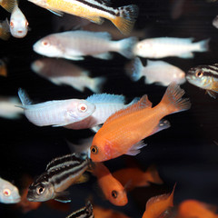 African Cichlids aquarium fishes