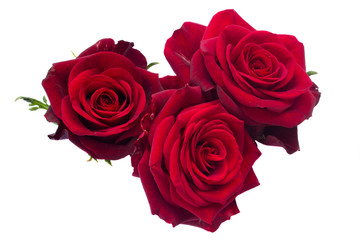 three  dark  red roses