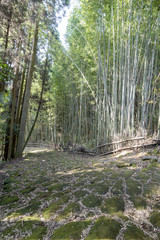 龍門司坂の石畳と竹林