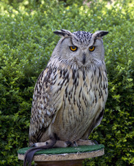Portrait of a owl.