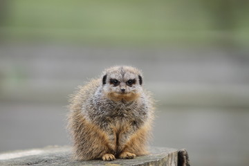 Fototapeta premium Meerkat