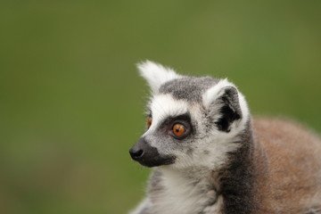 Fototapeta premium Ring Tailed Lemur