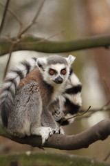 Ring Tailed Lemur